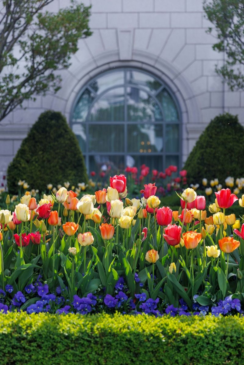 tulips blooming in a courtyard