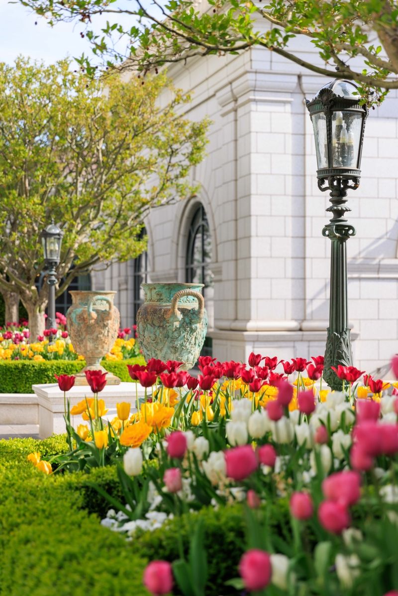 courtyard of tulips blooming