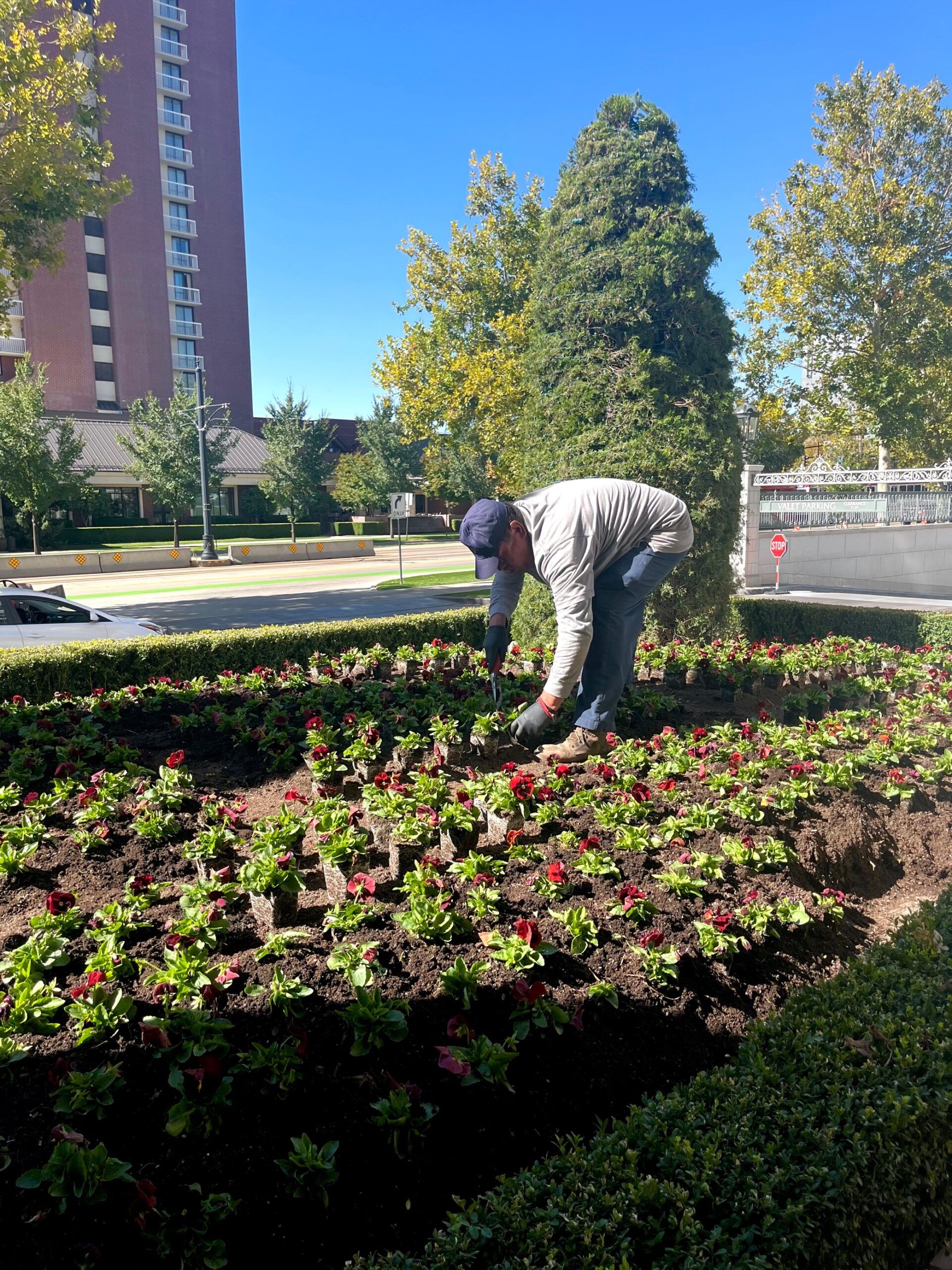 Faces of The Grand: Dirk Van Wagoner & The Grand Tulip Display