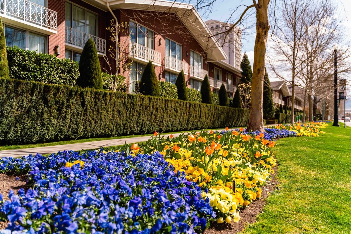 spring flowers blooming outside of little america in salt lake city